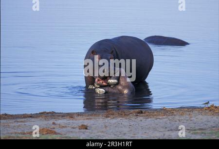 Dead elephant, Loxodonta africana - an adult elephant mourning a dead ...