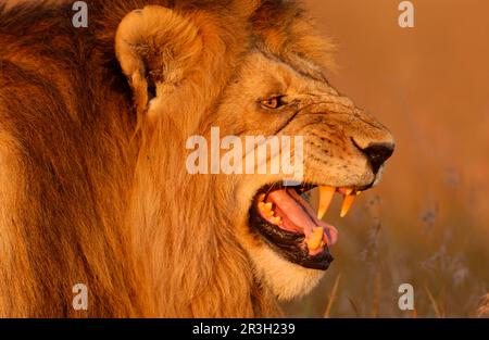 Flemen Male lion flehmen behavior Stock Photo - Alamy