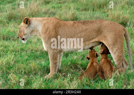 African lion cubs Lion adult female suckling cubs, lions (Panthera leo), predatory cats, predators, mammals, animals, Lion adult female suckling Stock Photo