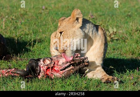 African lion fish Lion feeding, licking African Buffalo skull, lions (Panthera leo), big cats, predators, mammals, animals, Lion feeding, licking Stock Photo