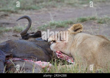 African Lion Lion, lions, predators, mammals, animals, Masai massai lion (Panthera leo nubica) immature female, feeding on White-bearded Wildebeest Stock Photo