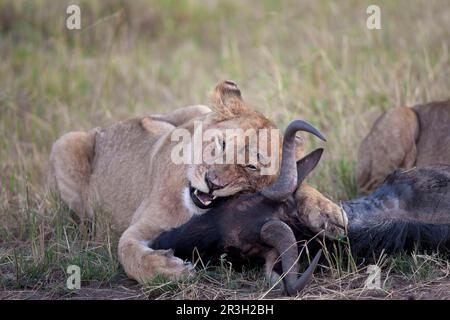 African Lion Lion, lions, predators, mammals, animals, Masai massai lion (Panthera leo nubica) immature female, feeding on White-bearded Wildebeest Stock Photo