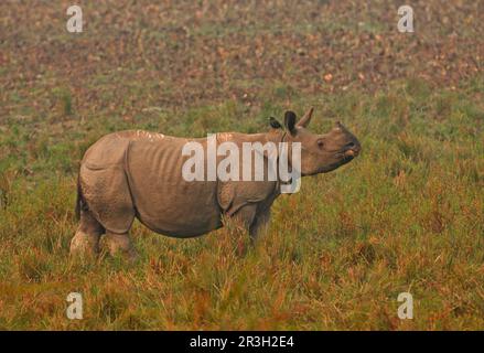 Indian Rhinoceros (Rhinoceros unicornis) adult, with Jungle Myna (Acridotheres fuscus) perched and bird droppings on back, standing in grassland Stock Photo