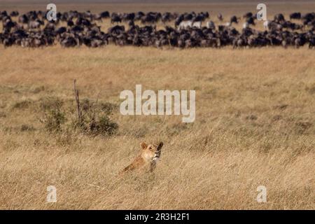 African Lion Lion, lions, predators, mammals, animals, Masai massai lion (Panthera leo nubica) adult female, sitting in grazing, with Blue Wildebeest Stock Photo