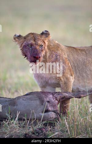 African Lion Lion, lions, predators, mammals, animals, Masai massai lion (Panthera leo nubica) immature female, with bloody face, feeding on Stock Photo