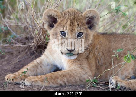 African Lion Lion, lions, predators, mammals, animals, Masai massai lion (Panthera leo nubica) cub, with leaf in mouth, Serengeti N. P. Tanzania Stock Photo