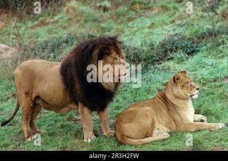 Barbary Lion, Barbary lions, lions, big cats, predators, mammals, animals, Barbary Lion (Panthera leo leo) Male and female, extinct in wild, formerly Stock Photo