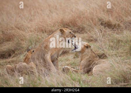 African Lion Lion, lions, predators, mammals, animals, Masai massai lion (Panthera leo nubica) immature males, playfighting, Masai Mara, Kenya Stock Photo