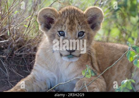 African Lion Lion, lions, predators, mammals, animals, Masai massai lion (Panthera leo nubica) cub, with leaf in mouth, close-up of head, Serengeti Stock Photo