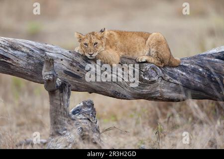 African Lion Lion, lions, predators, mammals, animals, Masai massai lion (Panthera leo nubica) cub, resting on fallen Serengeti N. P. Tanzania Stock Photo