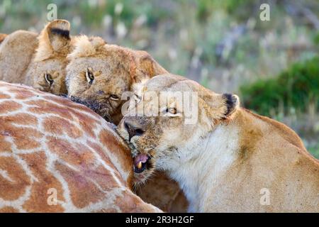 African Lion Lion, lions, predators, mammals, animals, Masai massai lion (Panthera leo nubica) adult female and juveniles, close-up of heads, feeding Stock Photo