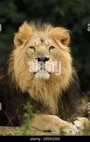 Indian lion, asiatic lion, Indian lions, Asiatic lions (Panthera leo ...
