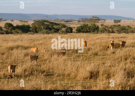 A pride of Lions (Panthera leo nubica) lying down Stock Photo - Alamy