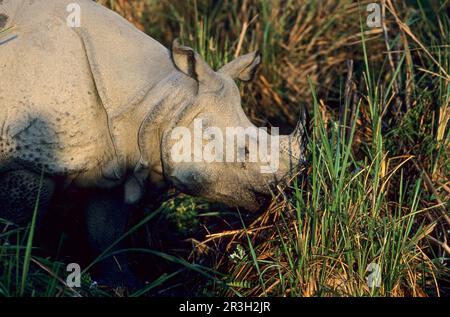 Indian Rhinoceros (rhinoceros unicornis) adult, grazing, close-up of head, Chitwan N. P. Nepal, rhinoceros, ungulates, rhinoceroses, rhinoceros Stock Photo