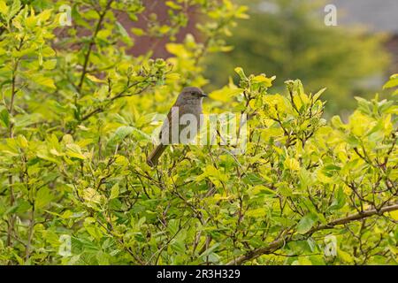 Hedge sparrow, common dunnock on a shrub. Prunella modularis Stock Photo