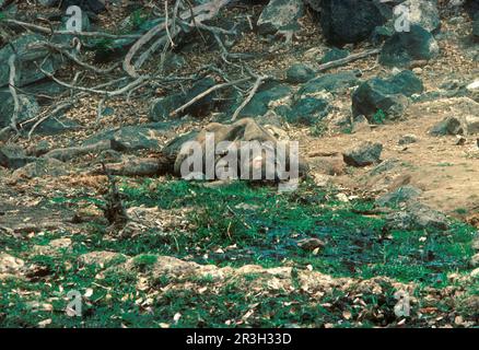 Black rhinoceroses (Diceros bicornis), ungulates, rhinoceroses, rhinoceros, mammals, animals, odd-toed ungulates, black rhinoceros dead adult, killed Stock Photo