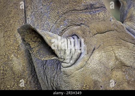 White rhinoceroses (Ceratotherium simum), white rhinoceros, ungulates, rhinoceroses, rhinoceros, mammals, animals, odd-toed ungulates, White Stock Photo