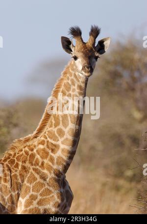 Giraffes (Giraffa camelopardalis), ungulates, mammals, animals, Giraffe young, close-up of head and neck, Kruger N. P. South Africa Stock Photo