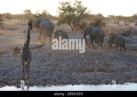 Giraffes (Giraffa camelopardalis), ungulates, mammals, animals, Giraffe adult, with African african elephant (Loxodonta africana) herd, at riverbed