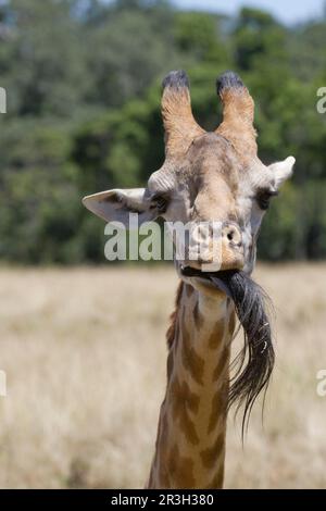 Masai Giraffe (Giraffa camelopardalis tippelskirchi) adult female with young, Nairobi N. P. Kenya Stock Photo
