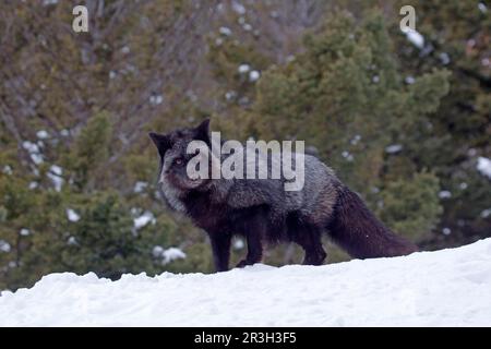 American red fox (Vulpes vulpes fulva), American red foxes, fox, foxes, canines, predators, mammals, animals, silver fox, American red american red Stock Photo