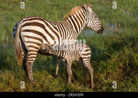 Common plains zebra (Equus quagga), adult female with newborn foal, suckling in wetland, Lake Nakuru N. P. Great Rift Valley, Kenya Stock Photo