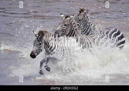 Common plains zebra (Equus quagga) two adults and young, migrating through the river, Mara River, Masai Mara, Kenya Stock Photo