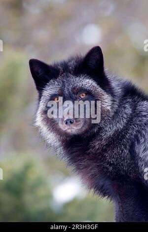 American red fox (Vulpes vulpes fulva), American red foxes, fox, foxes, canines, carnivores, mammals, animals, silver fox, American red american red Stock Photo