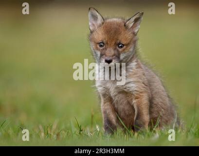 Red fox, red foxes, fox, foxes, canines, predators, mammals, animals, European Red Fox (Vulpes vulpes) five-weeks old cub, sitting on grazing, at Stock Photo