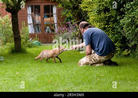 Europaeischer Rotfuchs wird von Hand gefuettert, zutraulich, zahm, furchtlos European Red Fox (Vulpes vulpes) adult, being fed by householder on Stock Photo