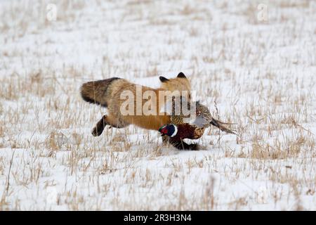 American Red Fox (Vulpes vulpes fulva), American Red Foxes, Fox, Foxes, Canines, Predators, Mammals, Animals, American Red american red fox adult Stock Photo