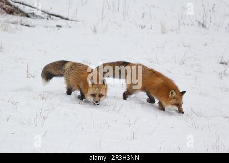 American Red Fox (Vulpes vulpes fulva), American Red Foxes, Fox, Foxes, Canines, Predators, Mammals, Animals, American Red american red fox adult Stock Photo