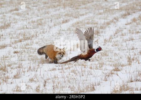 American Red Fox (Vulpes vulpes fulva), American Red Foxes, Fox, Foxes, Canines, Predators, Mammals, Animals, American Red american red fox adult Stock Photo