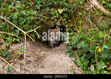 Red fox, red foxes, fox, foxes, canines, predators, mammals, animals, European Red Fox (Vulpes vulpes) cub, emerging from den in woodland, Dorset Stock Photo