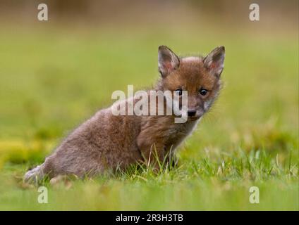 Red fox, red foxes, fox, foxes, canines, predators, mammals, animals, 5 weeks, European Red Fox (Vulpes vulpes) five-week old cub, sitting on Stock Photo