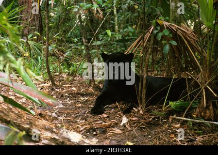 Jaguar, jaguars (Panthera onca), endangered species, big cats, predators, mammals, animals, Jaguar Black form resting in shade, Cockscomb Basin Stock Photo