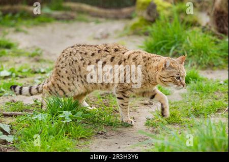 Asian wild cat, asiatic wildcats (Felis silvestris ornata) steppe cat, steppe cats, predators, mammals, animals, Asian wild cat adult male, walking Stock Photo