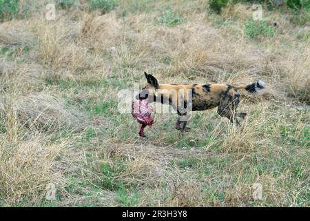 African wild dog (Lycaon pictus), Canine species, Predators, Mammals, Animals, Hunting dog running with part of an Impala Stock Photo