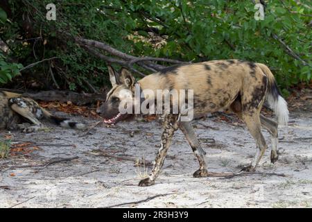 African wild dog (Lycaon pictus), Canine species, Predators, Mammals, Animal wild dog with radio collar, Hunting dog with radio collar Stock Photo