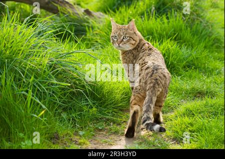 Asian wild cat, asiatic wildcats (Felis silvestris ornata) Steppenkatze, Steppenkatzen, Raubkatzen, Raubtiere, Saeugetiere, Tiere, Asian wild cat Stock Photo