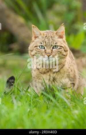 Asian wild cat, asiatic wildcats (Felis silvestris ornata) Steppenkatze, Steppenkatzen, Raubkatzen, Raubtiere, Saeugetiere, Tiere, Asian wild cat Stock Photo