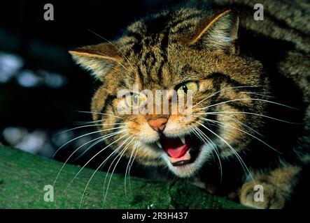 Scottish wildcat (Felis s. silvestris) male, close-up of head, hissing Stock Photo