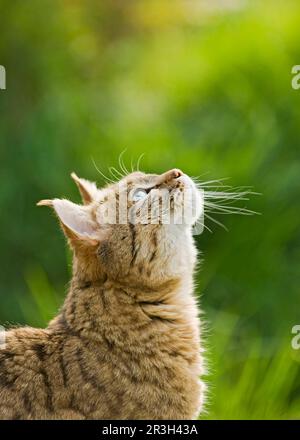 Asian wild cat, asiatic wildcats (Felis silvestris ornata) Steppenkatze, Steppenkatzen, Raubkatzen, Raubtiere, Saeugetiere, Tiere, Asian wild cat Stock Photo