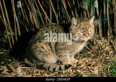 Asian wild cat, asiatic wildcats (Felis silvestris ornata) steppe cat, steppe cats, predatory cats, predators, mammals, animals, Indian Desert Cat Stock Photo