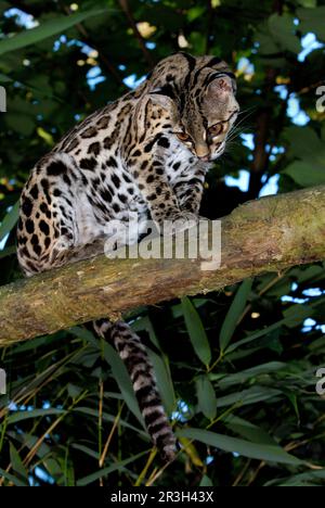 Long-tailed cat, Margay, Bergozelot, Baumozelot, margaies (Felis wiedii) Margays, Bergozelots, Baumozelots, predatory cats, predators, mammals Stock Photo