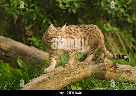 Asian wild cat, asiatic wildcats (Felis silvestris ornata) Steppenkatze, Steppenkatzen, Raubkatzen, Raubtiere, Saeugetiere, Tiere, Asian wild cat Stock Photo