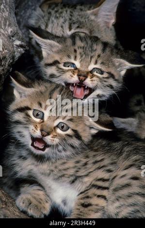 Asian wild cat, asiatic wildcats (Felis silvestris ornata) steppe cat, steppe cats, predatory cats, predators, mammals, animals, Indian Desert Cat Stock Photo