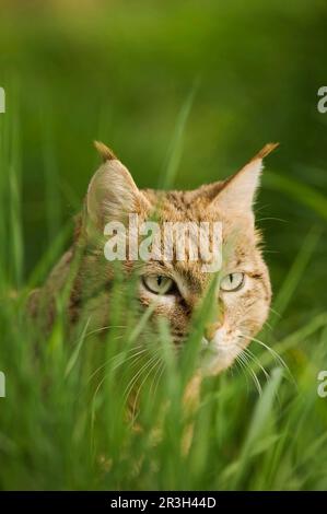 Asian wild cat, asiatic wildcats (Felis silvestris ornata) Steppenkatze, Steppenkatzen, Raubkatzen, Raubtiere, Saeugetiere, Tiere, Asian wild cat Stock Photo