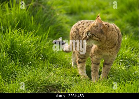 Asian wild cat, asiatic wildcats (Felis silvestris ornata) steppe cat, steppe cats, predatory cats, predators, mammals, animals, Asian wild cat adult Stock Photo