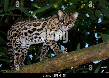 Long-tailed cat, Margay, Bergozelot, Baumozelot, margaies (Felis wiedii ...